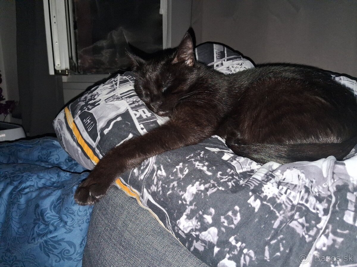 Darujem mačičku - 9