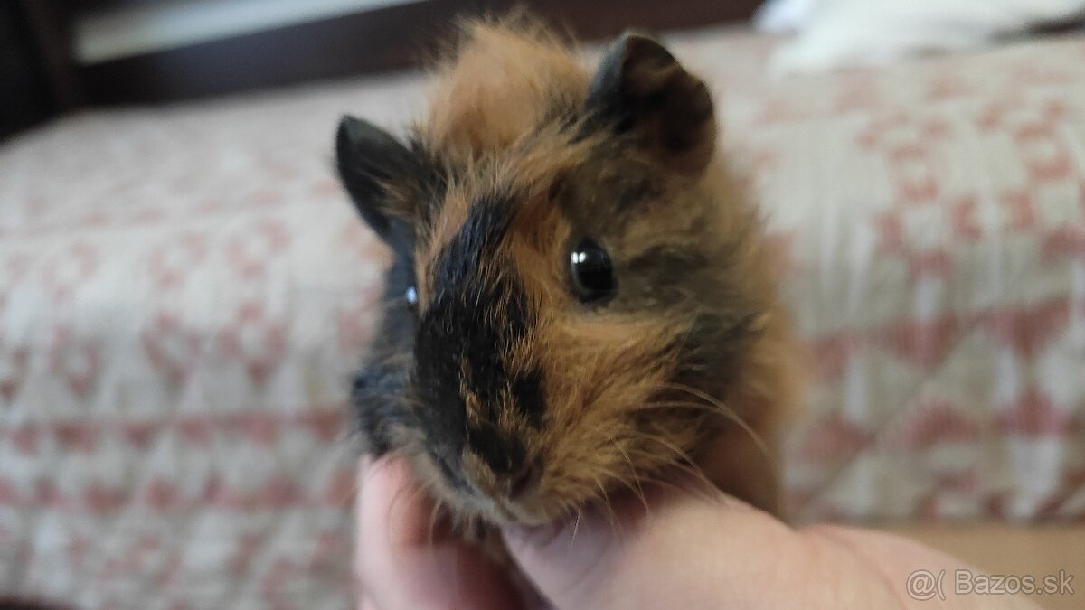 Morské prasiatka - 9