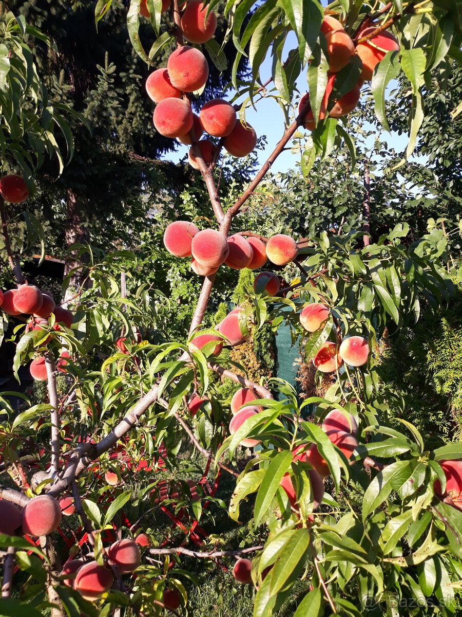 Záhrada v Ružinove - 9