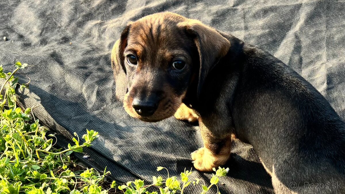 Jezevčík drsnosrstý trpasličí/králičí - 9