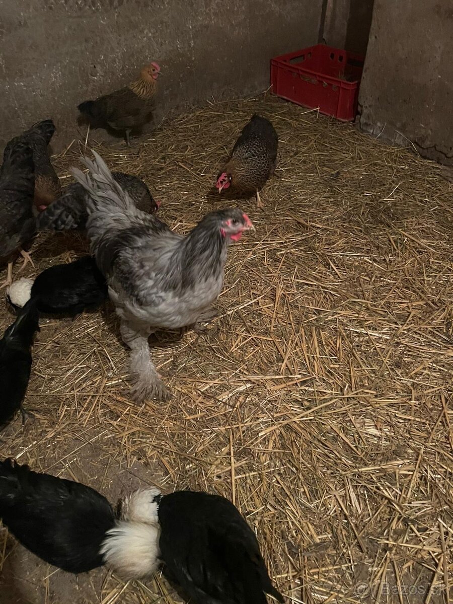 Predám kohútov - 9