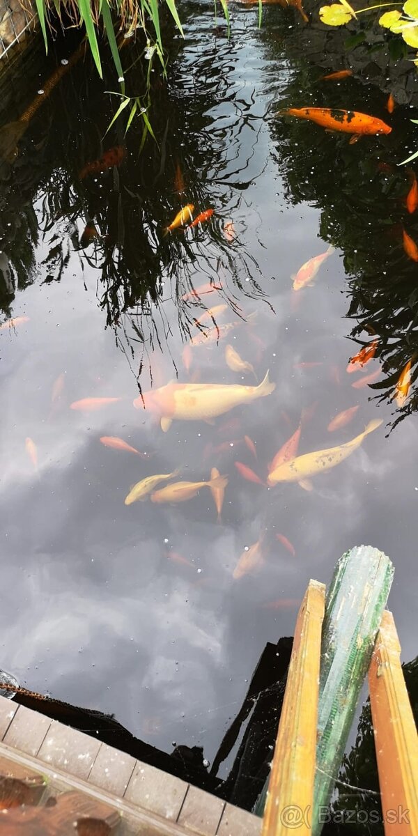 Koi kapor - ✅Koi kapre✅ - 9