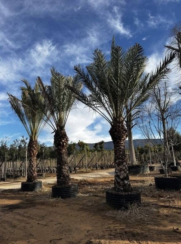 Stredomorské rastliny a palmy - 9