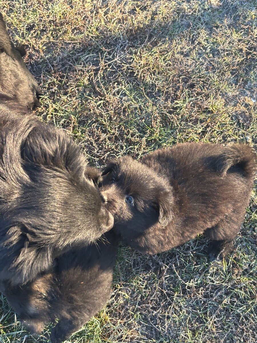 Šteniatka hľadaju domov - 9