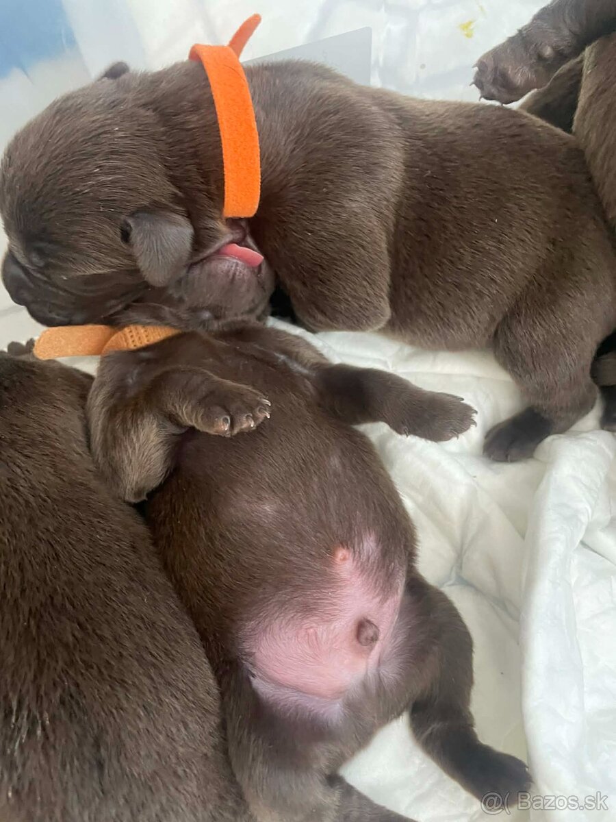 Labrador na krytie - 9