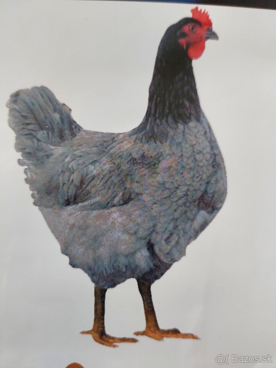 Kuričky DOMINNAT - 9