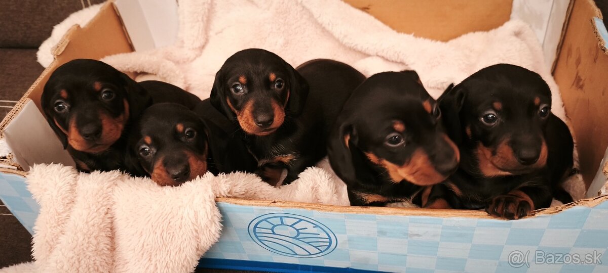 Jazvečík trpasličí - 9