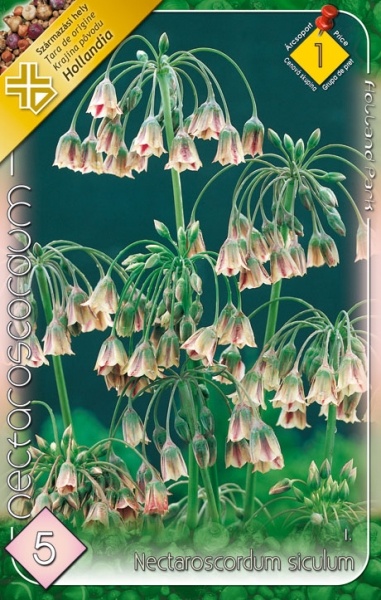 Cibuľky okrasných cesnakov - 9