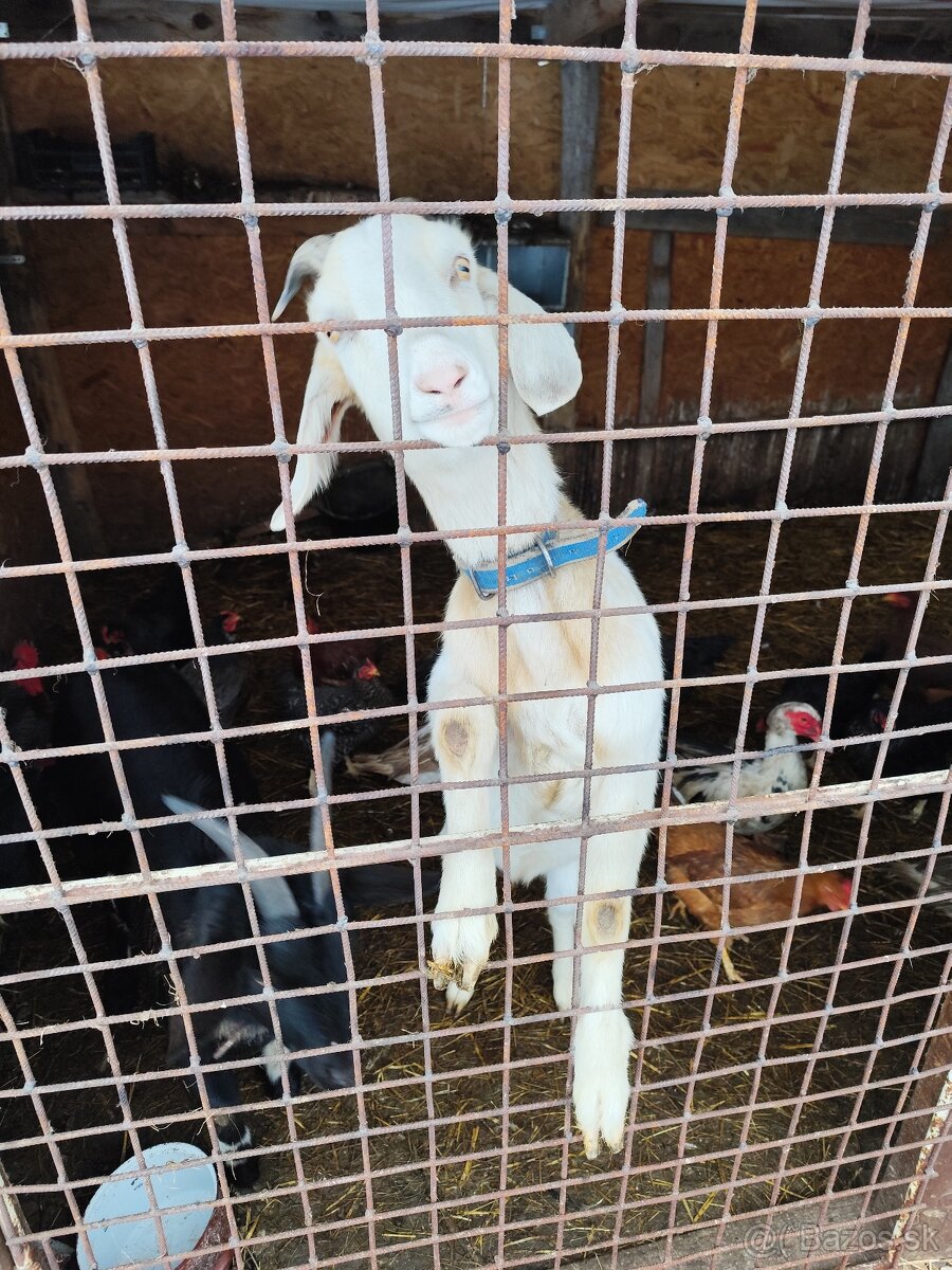 Predám kozy - 9
