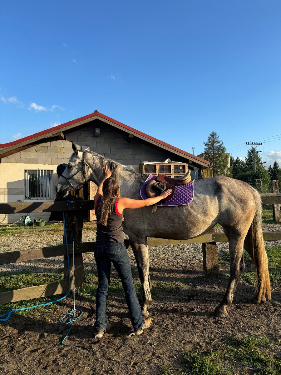 tréning koní - obsadanie - 9