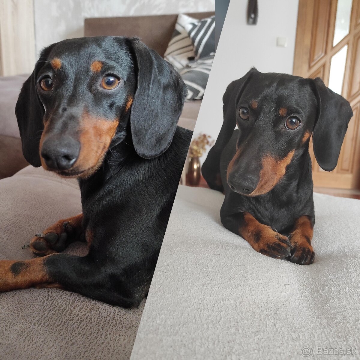 Jazvečík krátkosrsty trpaslíčí - 9