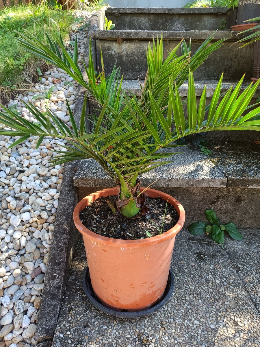 3,5 ročné palmy Trachycarpus Fortunei - 9