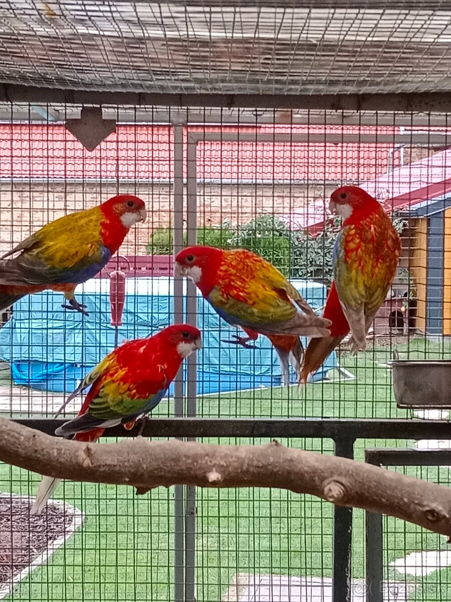 Prodám roselu gold gold opalin - 9