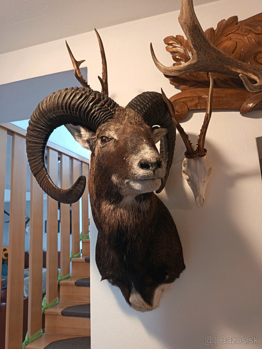 Na predaj – Taxidermy muflón - 9