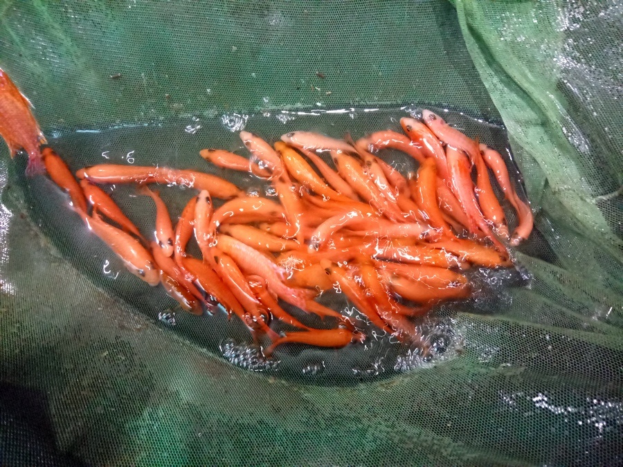 AFRICKÉ CICHLIDY - 9