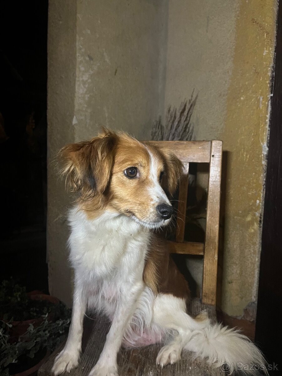 Darujem šteniatka - 9