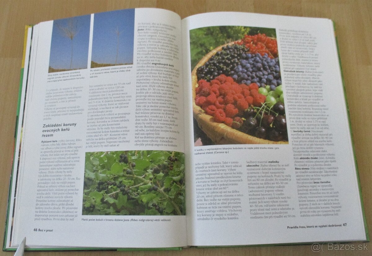 Řez ovocných stromu a keřu - 9