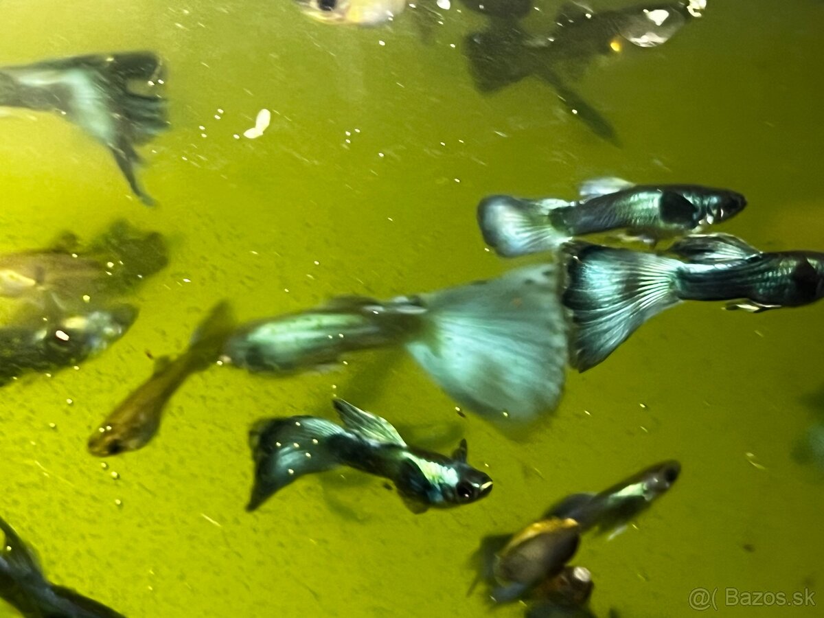 Gupky | Endlerky | Živorodky (NR) - 9