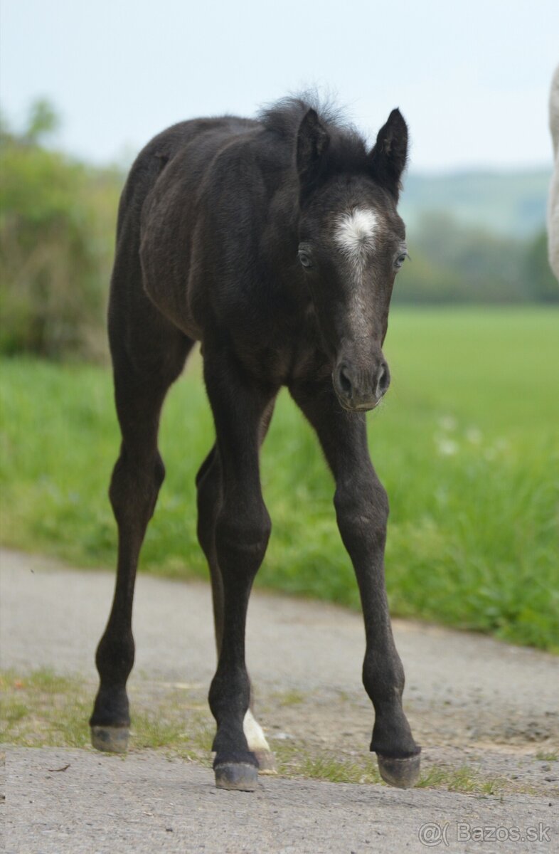 Zrebec pre sezonu 2026, pony - 9