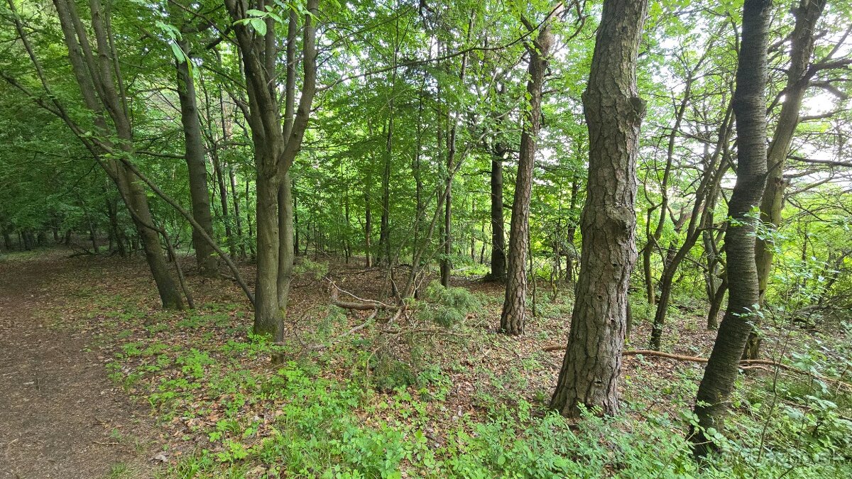 Predám lesný pozemok k.ú. Turá Lúka 4061m2 - po 0,73€/m2 - 9