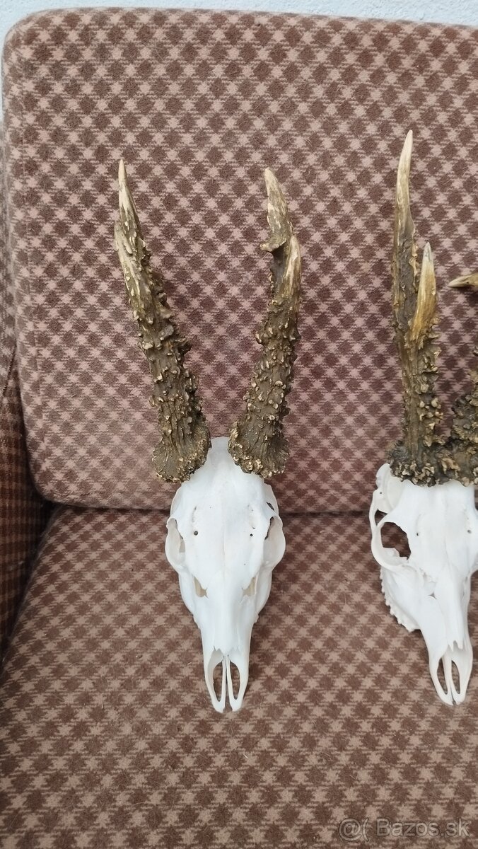 Ponúkame na predaj odliatky zlatých srncou Parožie zhody tr - 9