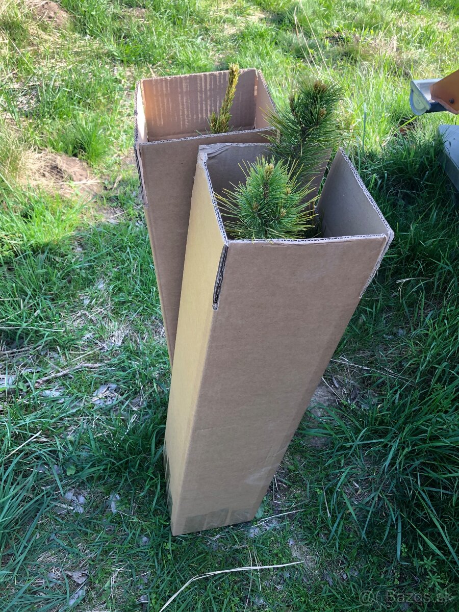 Sibírsky Céder - Pinus Sibirica - Borovica Sibírska sadenice - 9