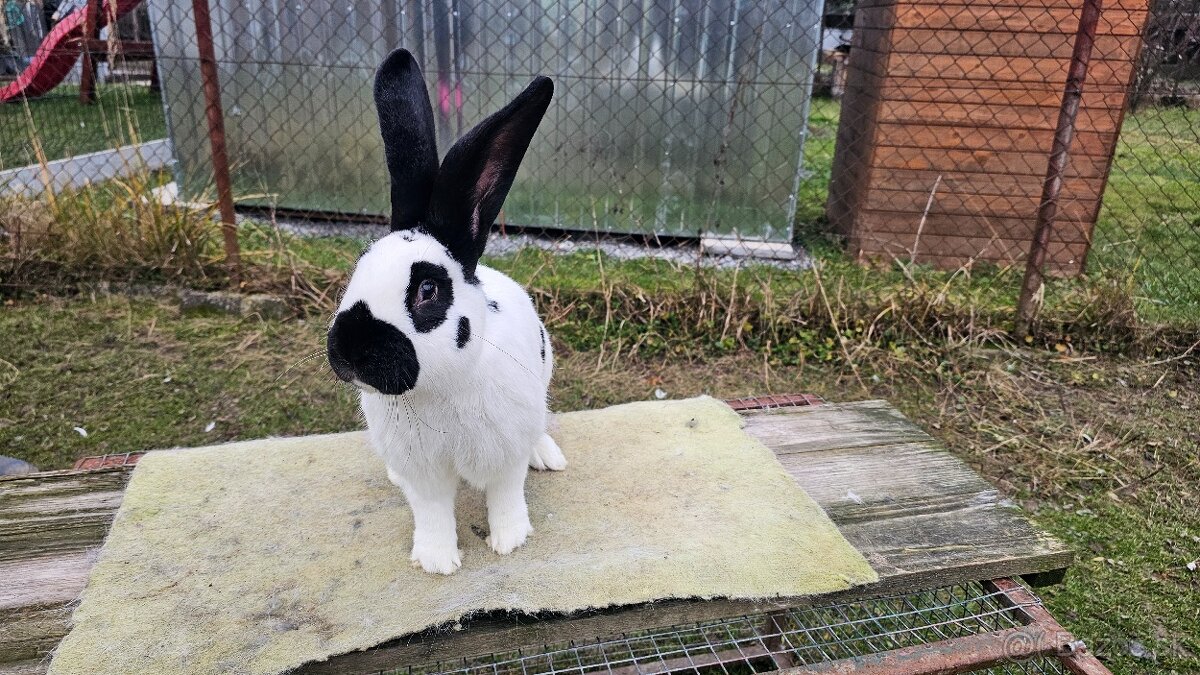 Nemecky obrovity strakac cierny - 9