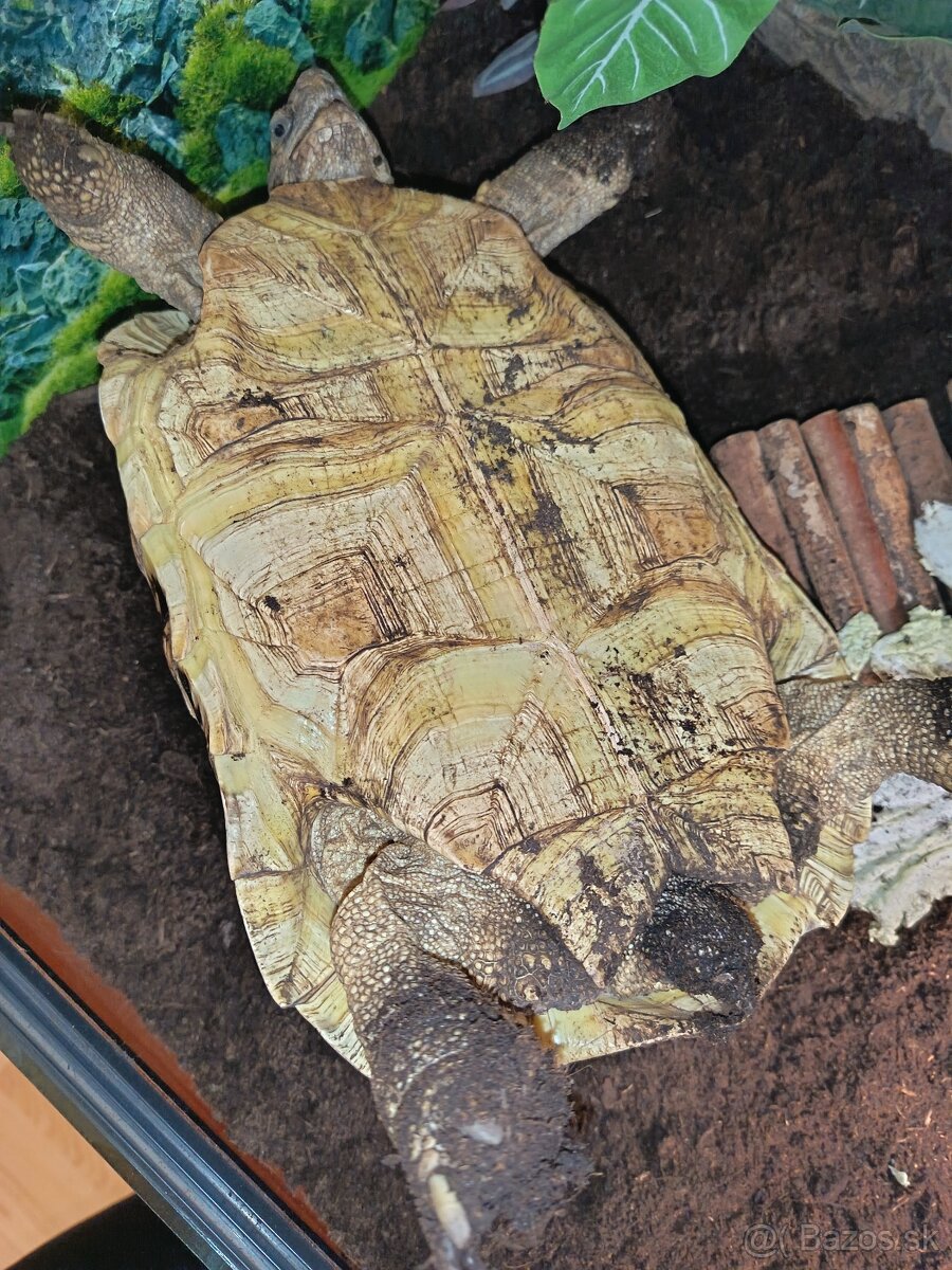 Korytnačka suchozemská - 9