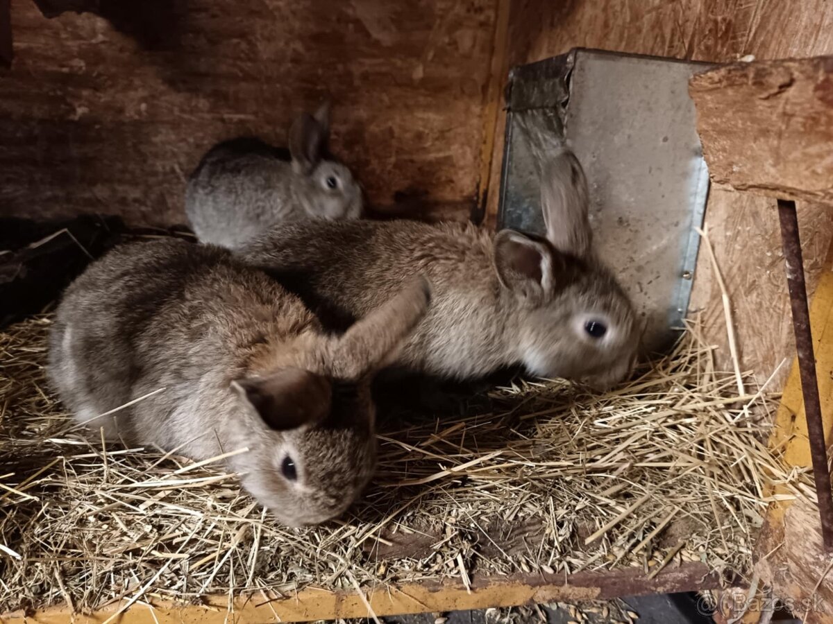 Králiky, zajace - 9