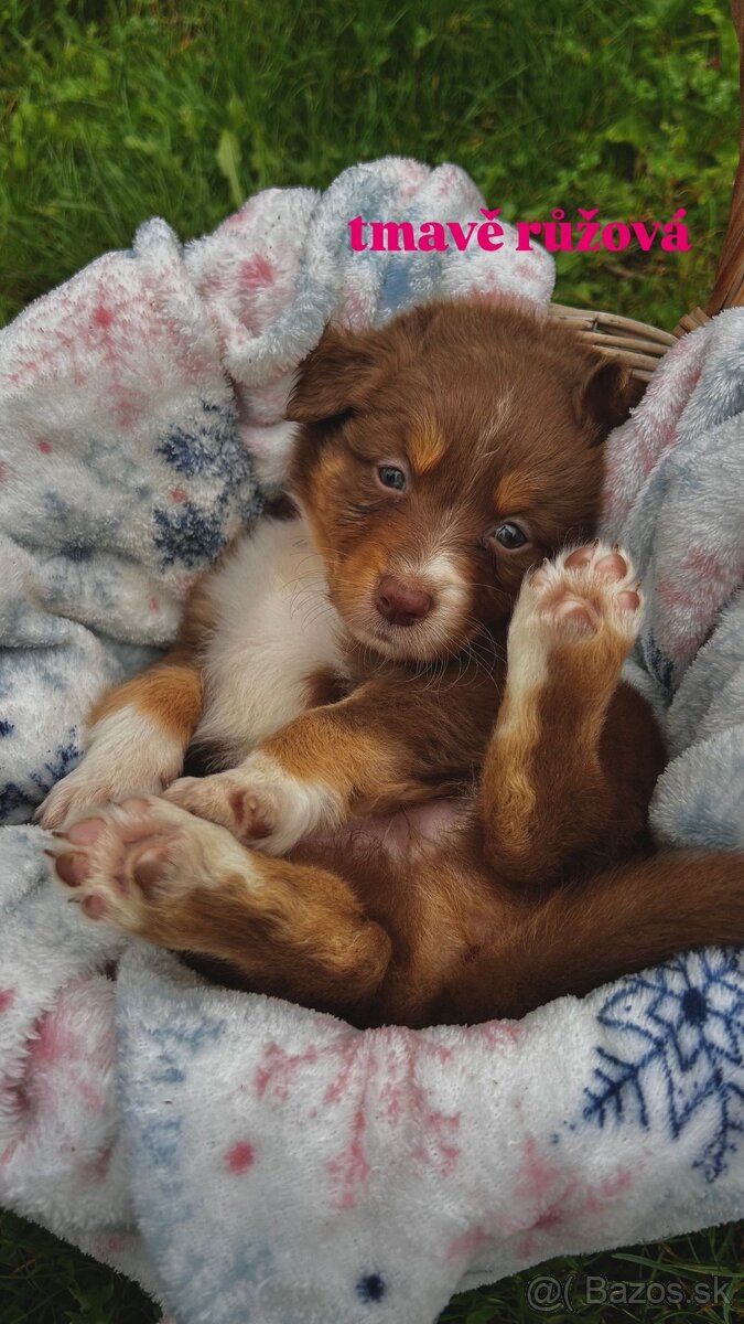 Australský ovčák bez PP - 9