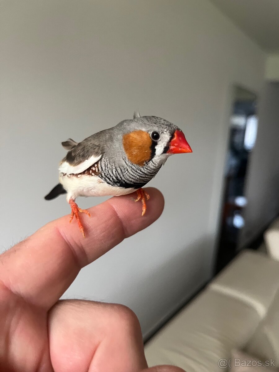 Zebrička austrálska - 9