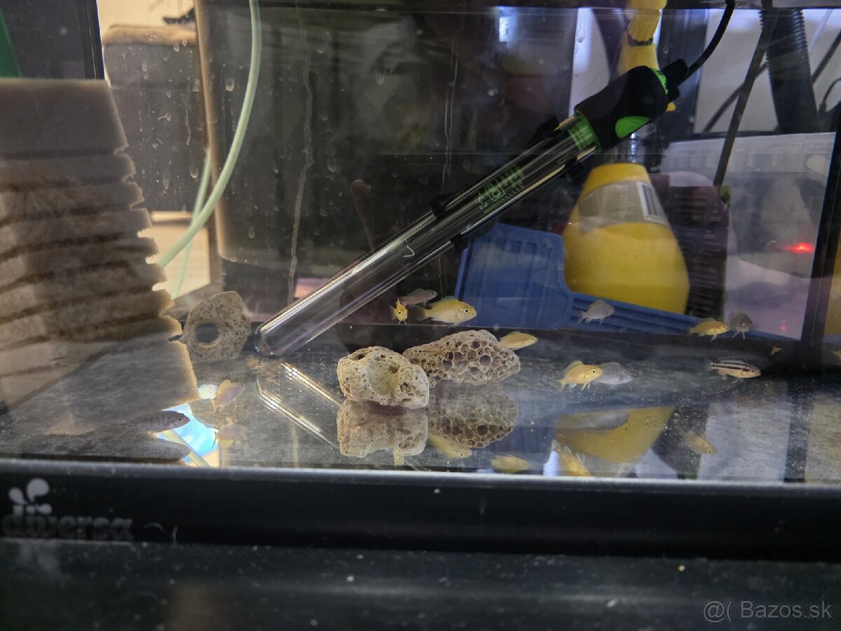 Africké cichlidy - 9