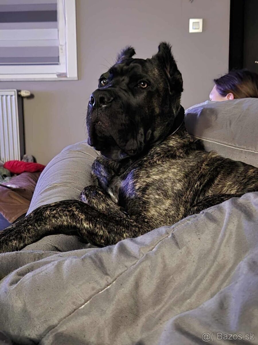 Cane Corso s PP FCI - 9