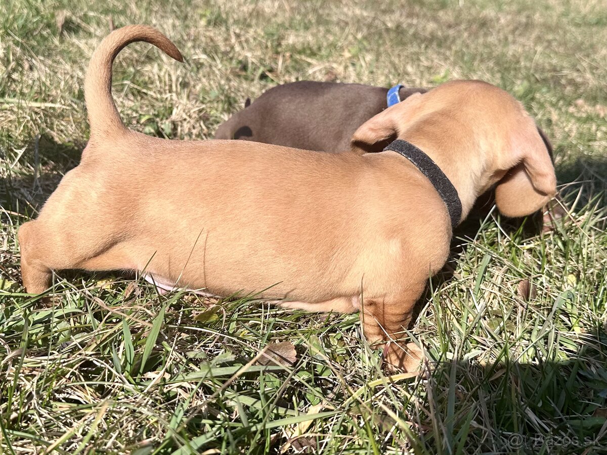 Jazvečík trpasličí hladkosrstý - 9