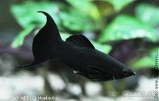 akváriové rybičky - 9