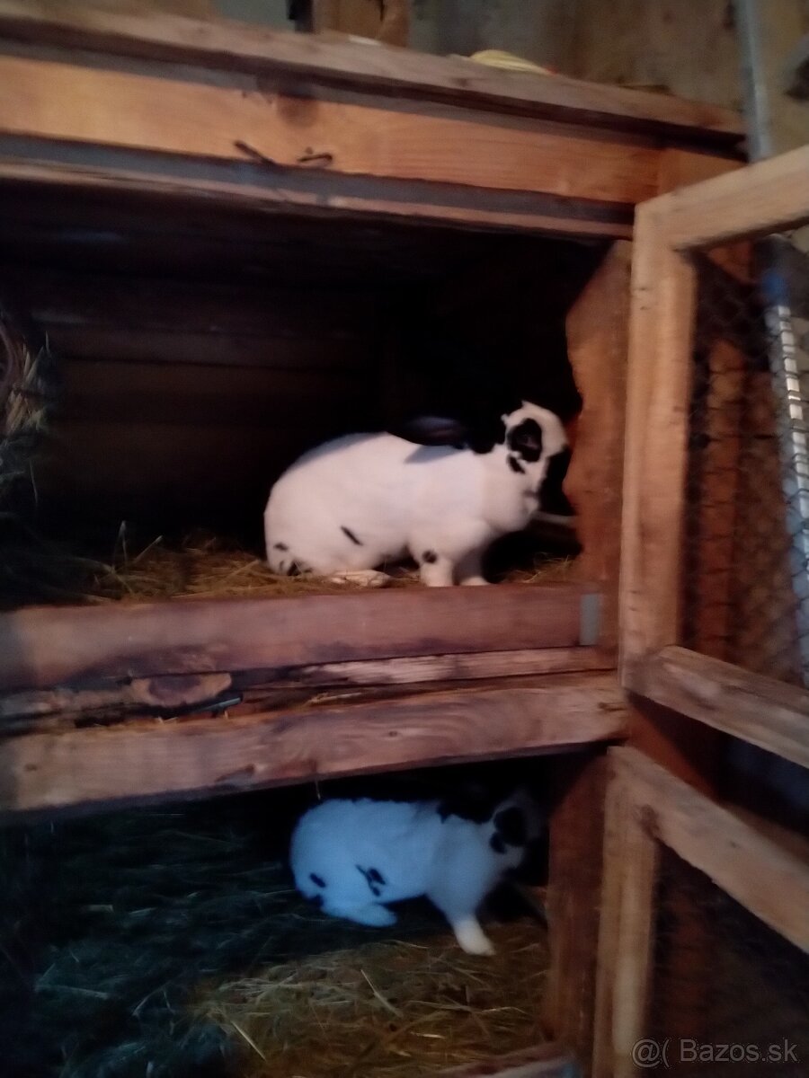 Nemecký obrovitý strakáč - 9