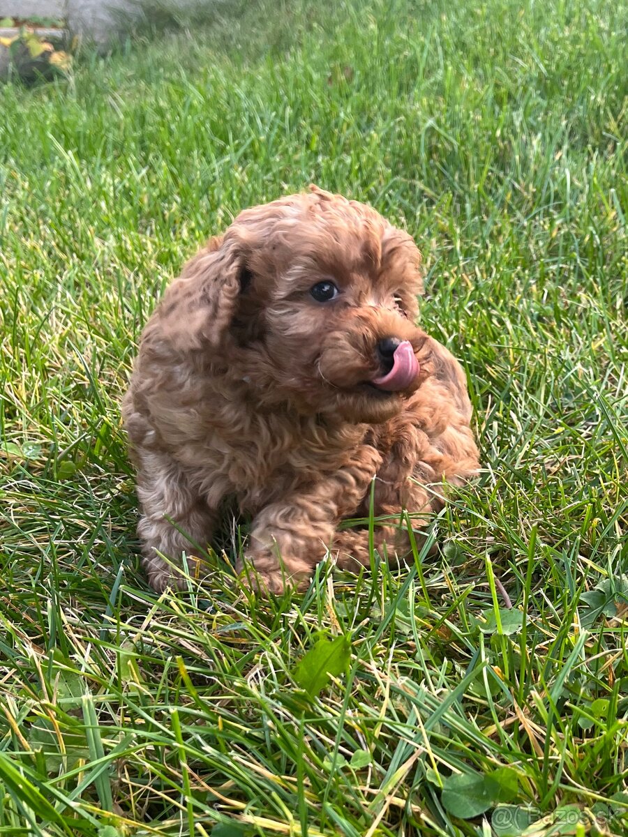 Pudel / pudlík - trpaslíči, šteniatka chlapci - 9