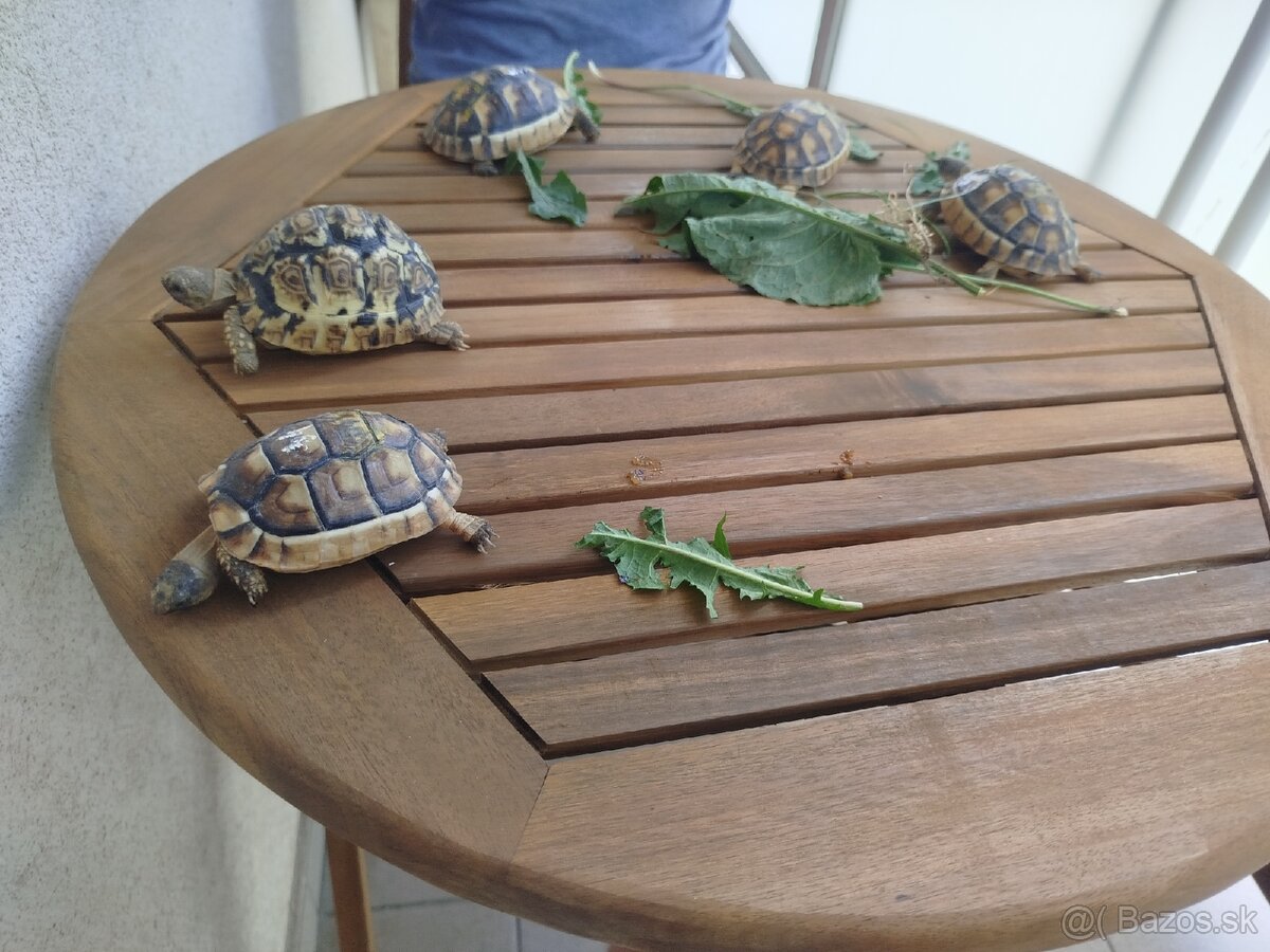 Suchozemska korytnačka Testudo Marginata - 9