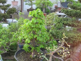 bonsai,bonsaj-hrab 3 - 9