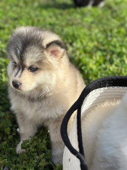 Pomsky / Pomeranian / Husky - 9