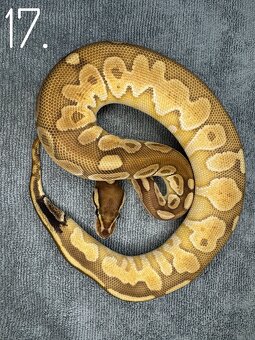 Predám nádherne mladé Python Regius 2024 - 9