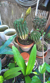 Kvety kaktus sukulent 01 - 9