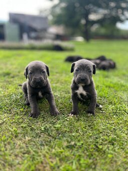 Šteniatka Cane Corso - 9