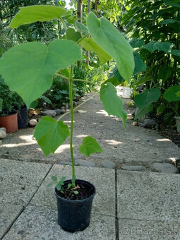 Cisarsky strom Paulownia a Aloe vera - 9