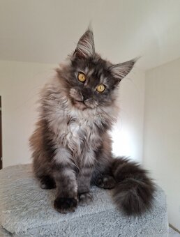MAINE COON - Mainská mývalia s PP - 9