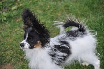 Papillon s preukazom o pôvode - 9