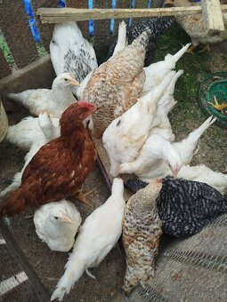 Leghorn - 9