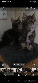 Maine Coon - 9