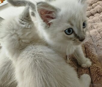 Ragdoll bez PP - 9