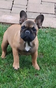 Francouzsky buldoček s PP - sučky - 9